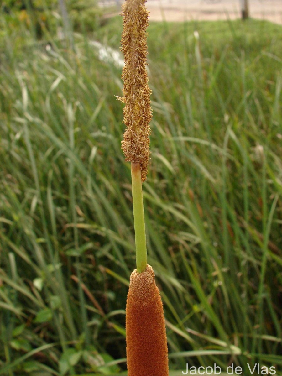Typha angustifolia L.